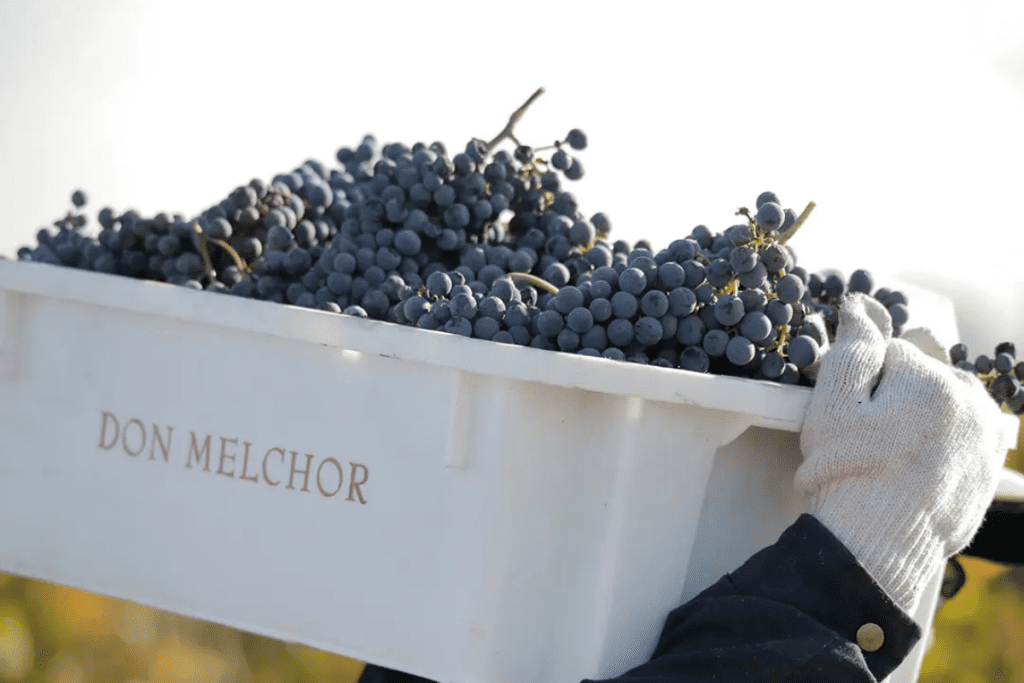 Don Melchor Cabernet Sauvignon 2021, elegido el mejor vino del mundo por Wine Spectator.