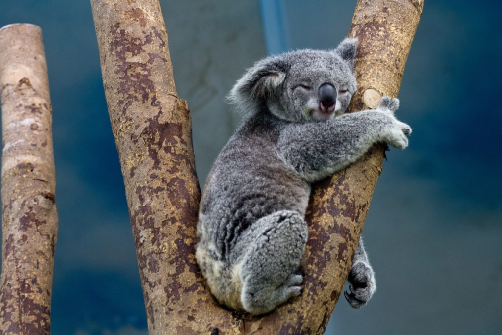 Australia sacrifica a 750 koalas